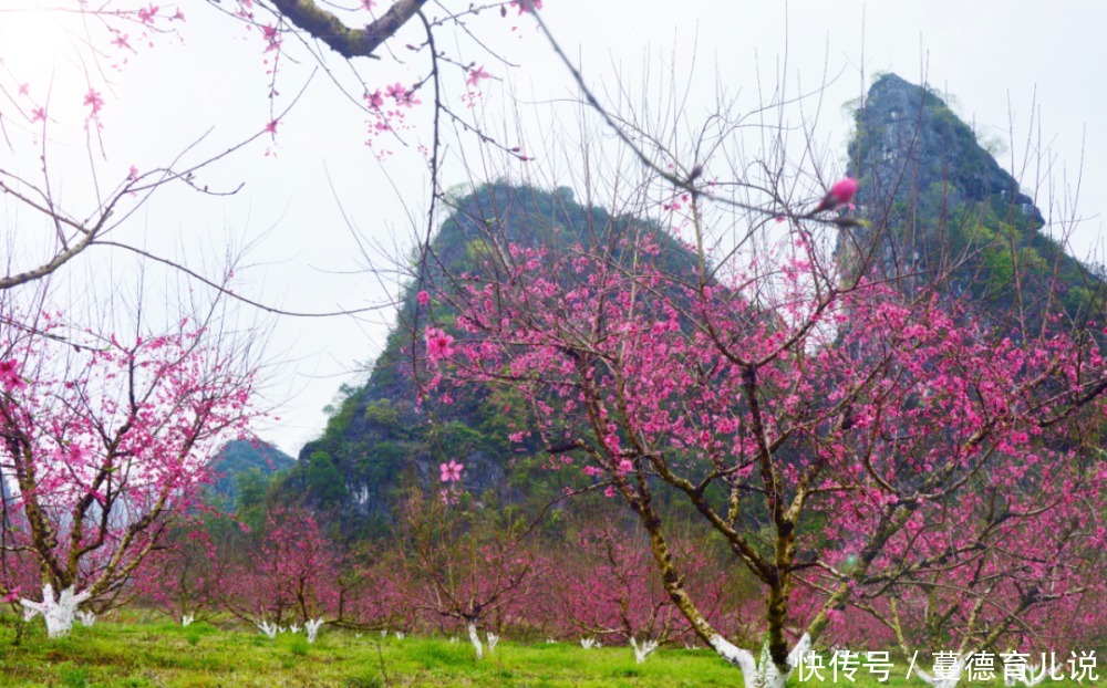 花花世界迷人眼！？在英德也能坐上火车看绚烂的花海，真是太美了！