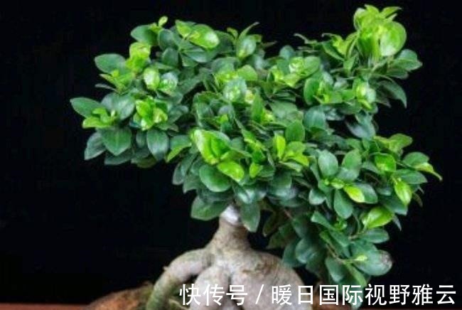 冬养小榕树,要想姿态美,几点管理一定要做对