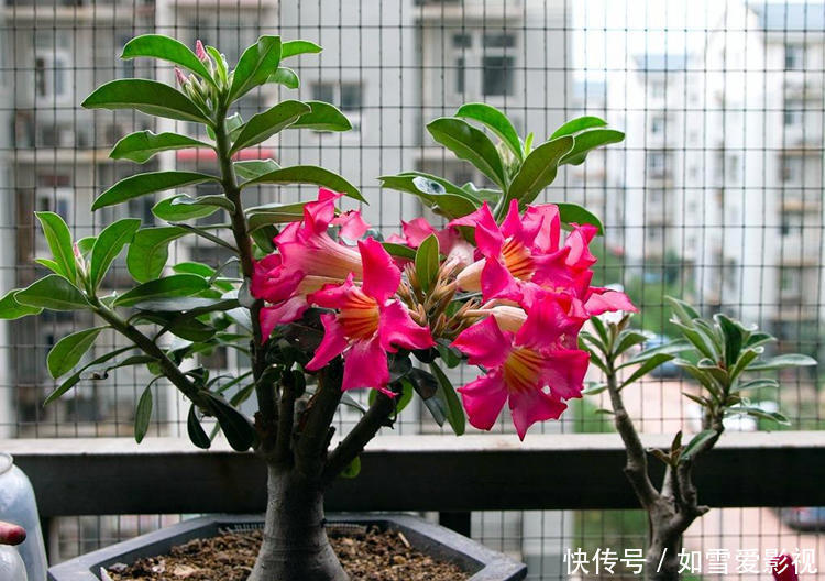 植株|养这几种花太省事了,放在阳台晒太阳,少浇水还能开花