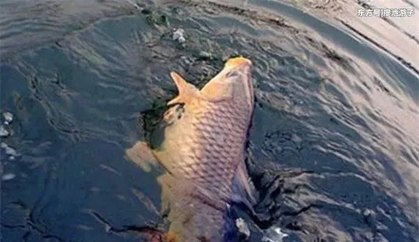 秋末钓鱼，钓“深”还是钓“浅”？选错就是浪费时间去喂鱼