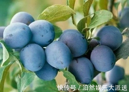 车厘子|最适合女性的夏季水果,淡斑美白容颜常驻,值得分享