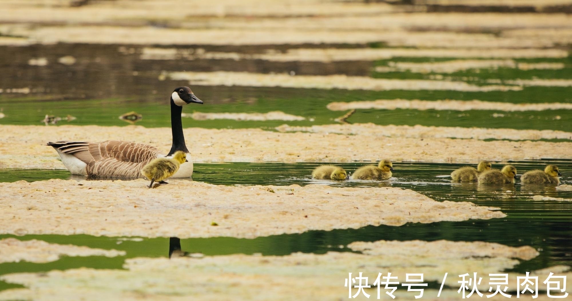 农村生活@宋代一首描写农村生活的短诗，只有短短28字，又美好又真实
