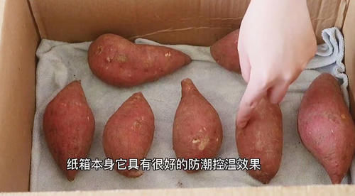 保存红薯,放地上就错了,教你3个土方法,放上半年都很新鲜
