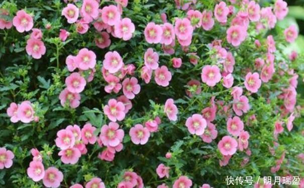 黄萎蔫|3种漂亮花，家里养一盆最合适，一开就是300多天，开花漂亮花期长