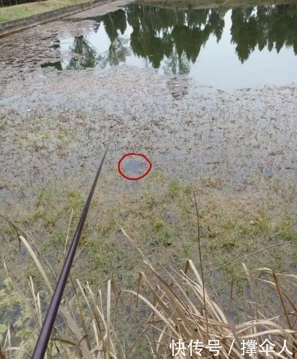 冬天如何钓好草洞？三个技巧让你渔获倍增---皇禾钓具