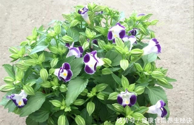 老妈养花从来不买肥，就只浇一种水，盆盆都很旺，年年狂冒花苞！