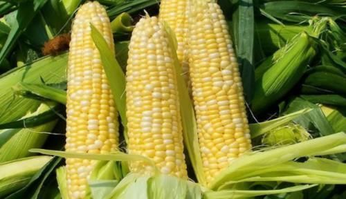 保存方法|储存玉米,先冻再煮还是先煮再冻教你一招,玉米放一年也鲜嫩