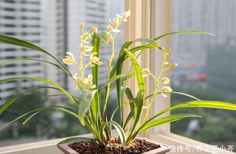 兰花一直不长新芽，春季花后做好3点，叶子油绿，新芽蹭蹭往外冒