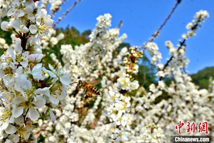 福建泉港：迎春有“李” 致富花开