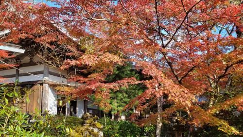 西明寺和|古都京都 迎来秋之红叶季