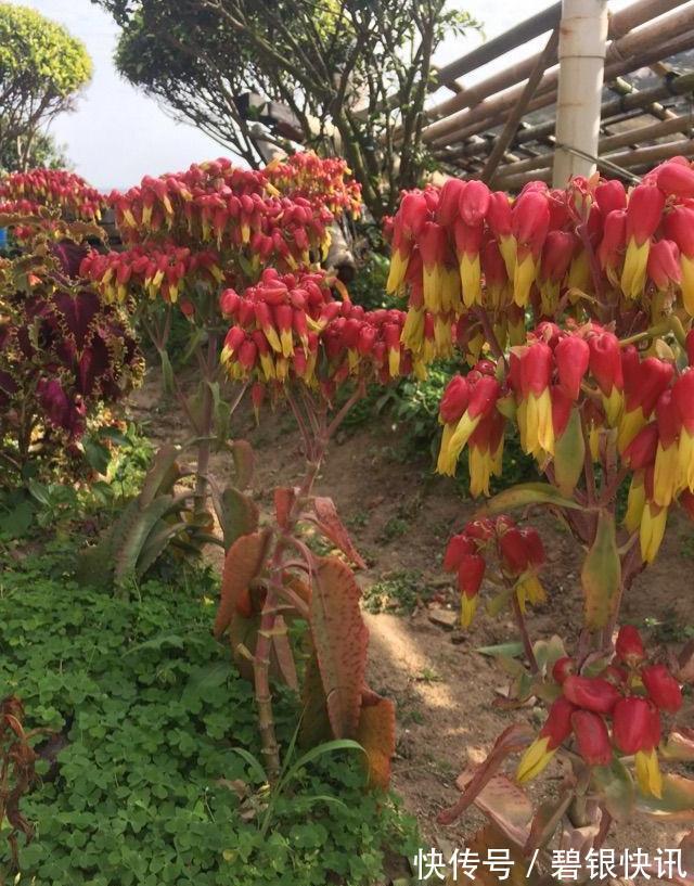 养花|家里养这5种花,怎么折腾也不死,养一盆爆一盆,懒人也合适