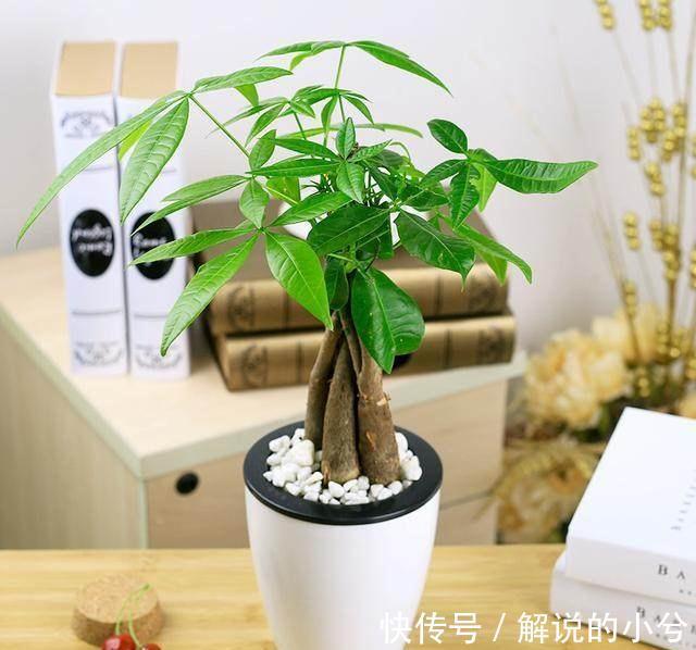 原来发财树要这样养才能绿油油，难怪我之前养的老是烂根