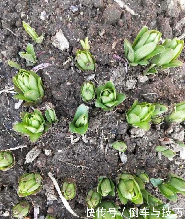 8种花,开完花别急着丢,剪一刀还能继续开!