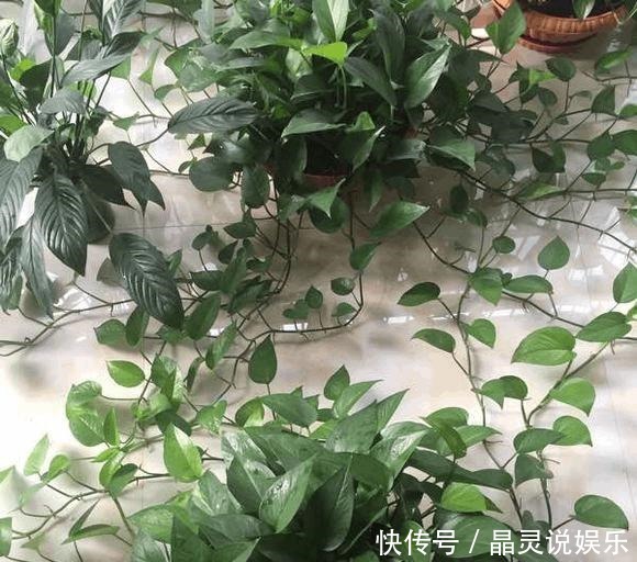 绿萝想|绿萝想打了鸡血一样爆盆,这3招您得学