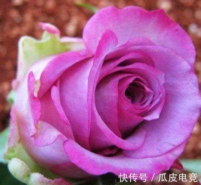 养花试试这几款，是美丽而有道德的花，值得入手