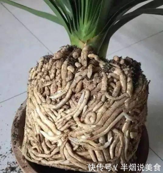 君子兰死气沉沉软绵绵就几个原因，现在学会，不耽误冬天开花