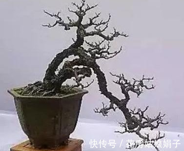 浇水|很好辨认的1种藤本植物,别轻易触碰,却是制作盆景的优良素材