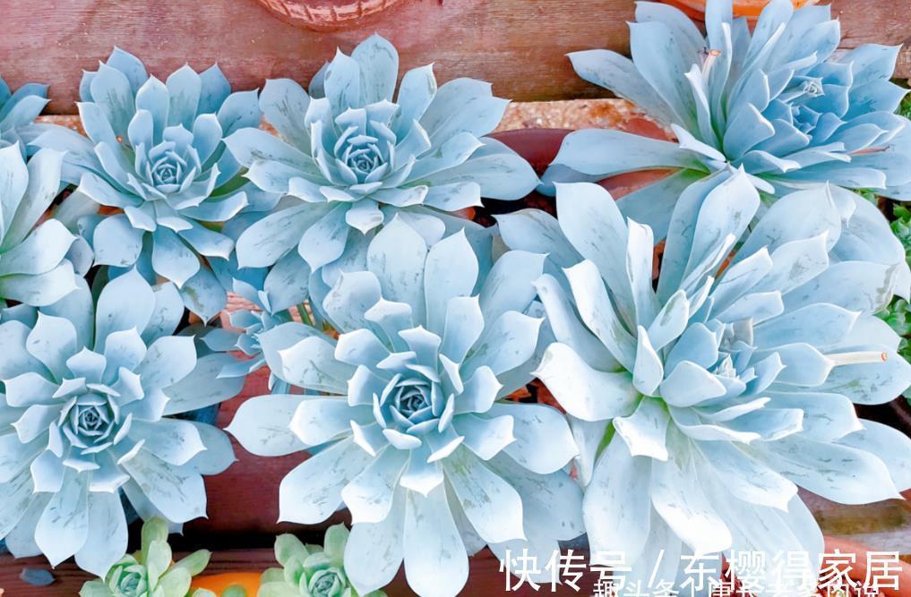 肉友|多肉蓝鸟有薄叶和厚叶之分,不过养护方式差不多,夏天度夏也不难