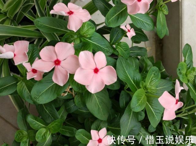 枝条|什么盆栽最好养这“7种”,好养好繁殖,丢土里长爆盆、常开花