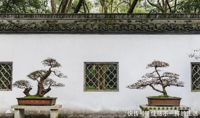 五针松“盆景”桩材，不会养护造型老师傅这就教你一招