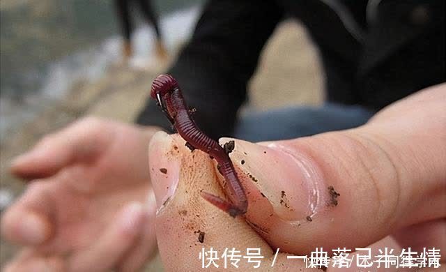 时机|传统钓抬竿时机的把握，增加鱼获只需掌握这几点