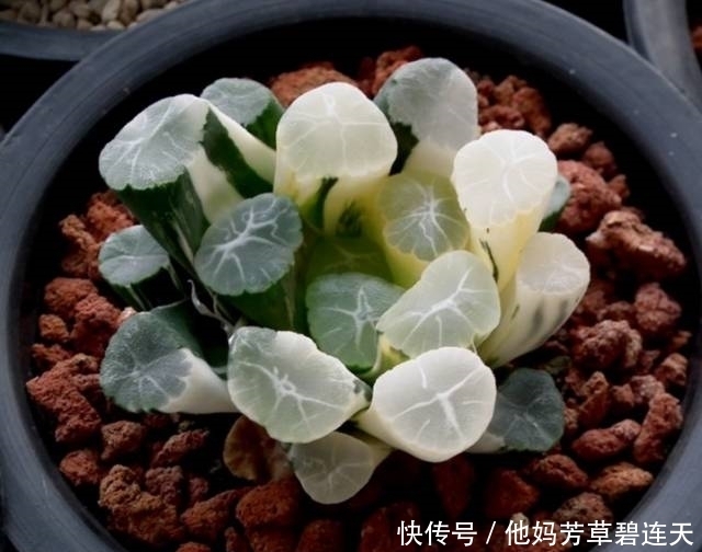 这个小盆栽居然卖600多万,快看看你家有没有!