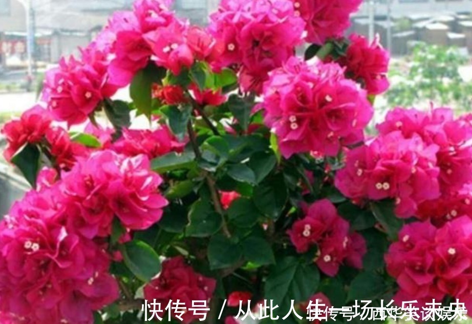 种花|3种花深受花友的喜欢，开花爆盆很简单，一次开花300朵