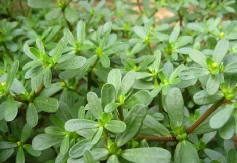 野菜|养肝就是保命,3种野菜,农村很常见,养肝护肝,早了解早受益