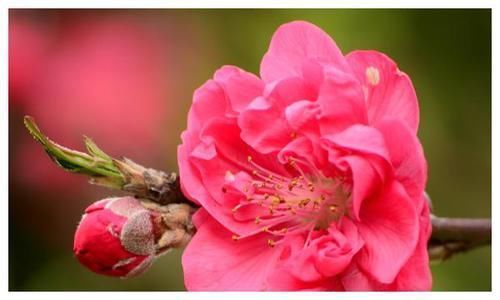 星座|4天后,思念成疾,情难自控,旧情复燃,纠纠缠缠期待复合的星座