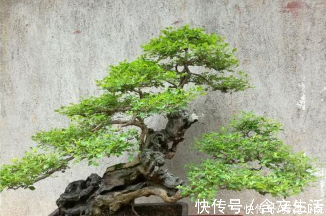苍劲|盆景不用买,5种常见的树,做成盆景漂亮又美观