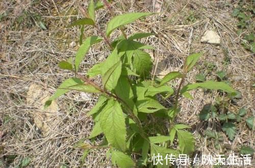 伸筋藤|此野菜人称“见肿消”,嫩芽是野菜中的“上品”,农民却拿来煮面