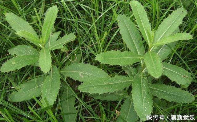 尖刺|它被称为“天然抗生素”,农村常见,价值珍贵却惨遭忽视,可惜了