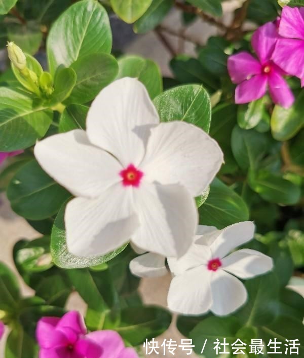 5种花,开花时间超长,养一盆一整年都开花!