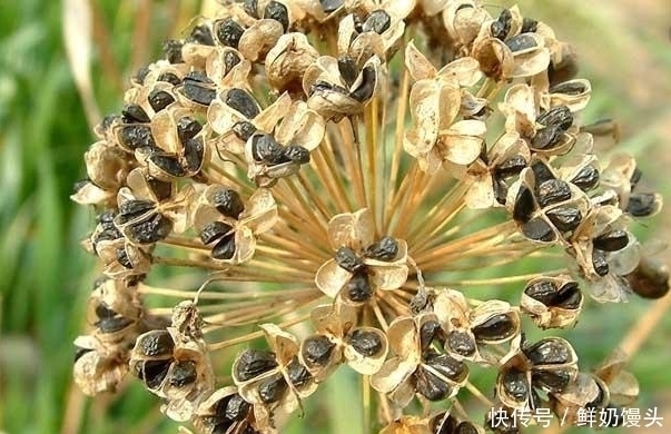 肝脏|男人“肾虚”，不妨常用1物泡水喝，可能会“悄悄”收获5个好处