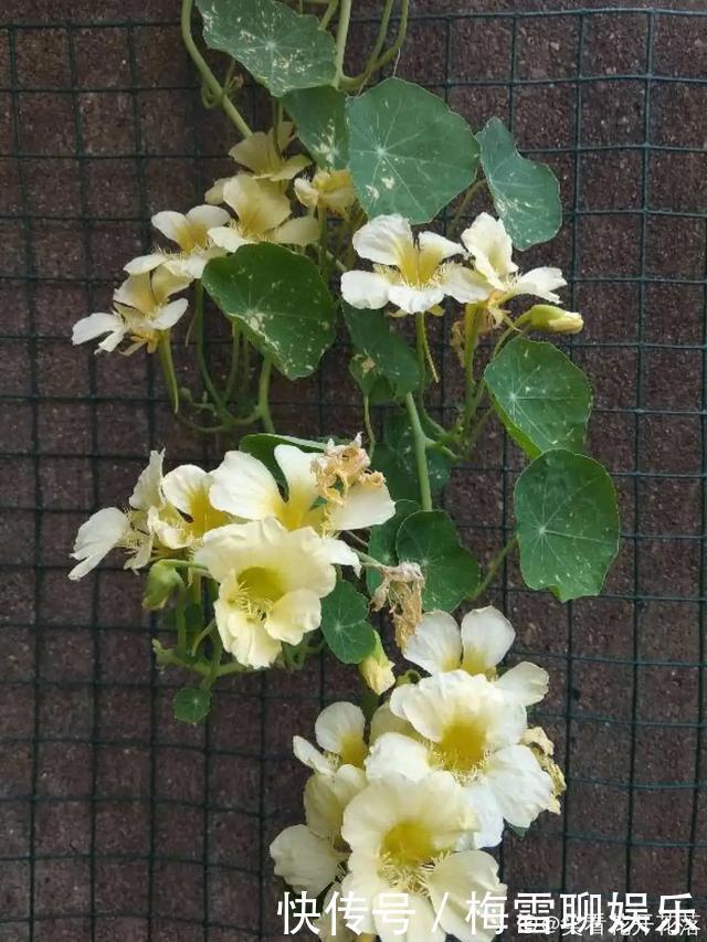 瀑布|6种花,一定要吊起来养,开花像瀑布,看着真过瘾!