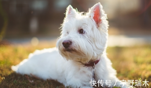 生肖狗|家中若有这三个生肖，10月必当意气风发，拔得头筹，事业蒸蒸日上