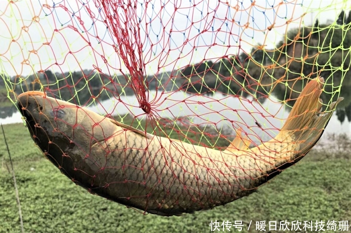 滤食性|用小麦垂钓鲫鲤草鳊,有时爆护有时空军,主要看方法是否得当