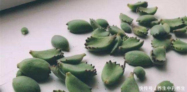 多肉熊童子太“贪杯”,撑破“肚子”很可惜!