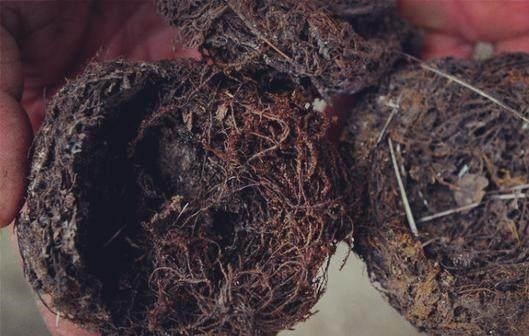 蝉花|大山里的五大“宝贝”,吃过4种算你厉害!最后一样你肯定没吃过