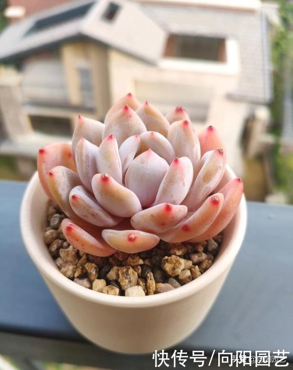 乌木|夏天养乌木，橙梦露，就一个字“晒”，晒得越狠，状态越好