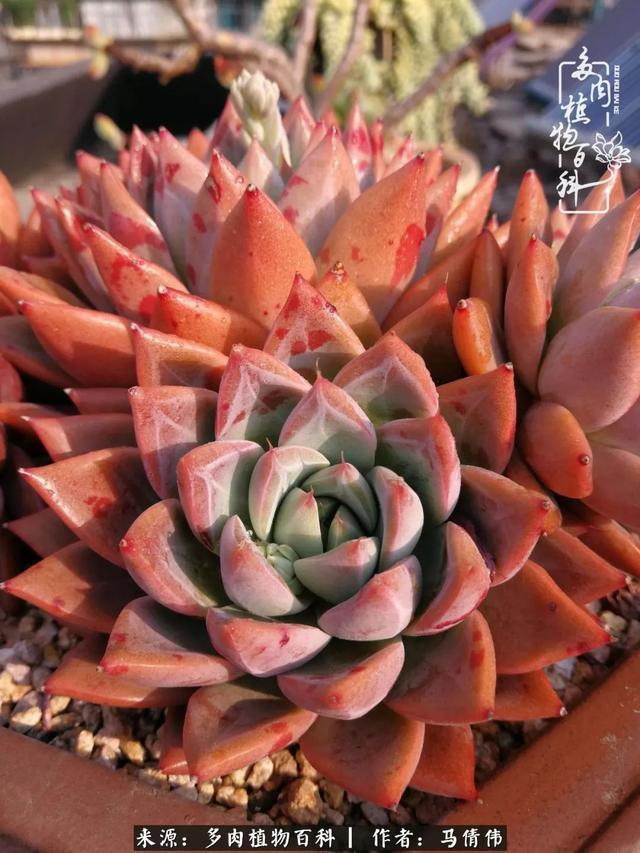 养多肉如同种下希望,因为美丽总在下一个季节!