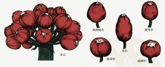 木屑|君子兰种子催芽很容易,只需简单操作几步,很快收获一盆苗儿