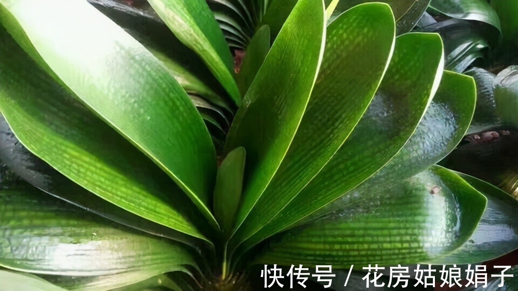 按照君子兰的生长习性来进行养殖,就不怕养不好它了,值得收藏