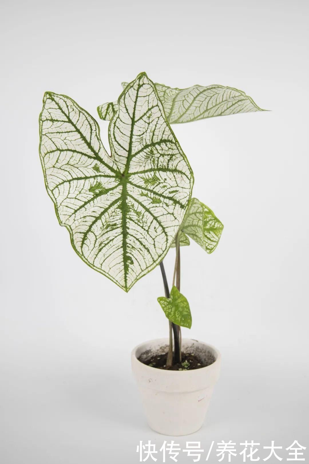 调色板|1种绿植特上档次,叶子五彩斑斓,像打翻了调色板