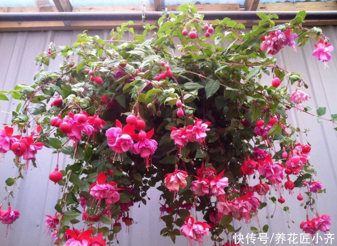 浇水|倒挂金钟如何修剪？想要让它开花多，一年只需剪2次