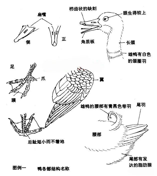 背羽@图文教程——怎样画鸭