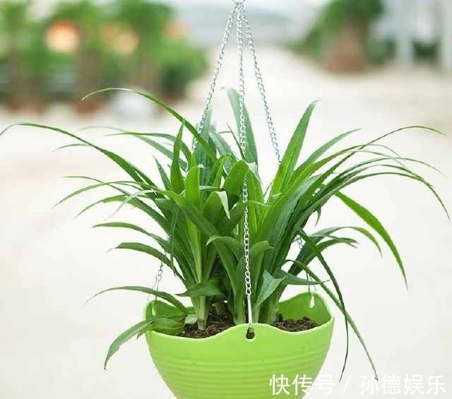 细数那些超耐阴的花,光照少长满屋,懒人大爱