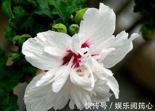 漂亮|家里养这几朵花,阳台变成小花园,鲜艳漂亮,花开枝繁叶茂