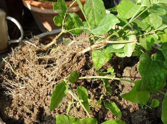 3种花枝条活性高,现在扦插正合适,15天就生根,当年就开花