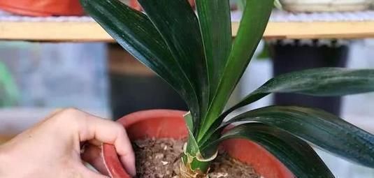 花卉|这种万能养花肥，比花肥还厉害，盆里放一点，根粗叶绿开花多！